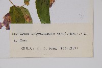 天距鳳仙花藏品圖，第2張