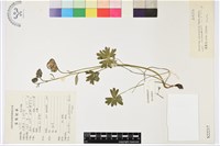 長序美麗烏頭藏品圖，第1張