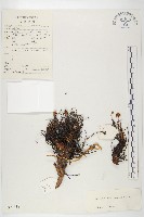 粗花烏頭藏品圖，第1張