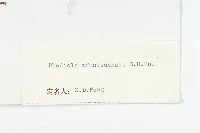 粗花烏頭藏品圖，第4張