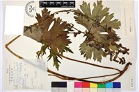 粗花烏頭藏品圖，第2張