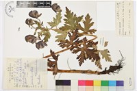 雲嶺烏頭藏品圖，第1張