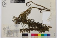 展毛短柄鳥頭藏品圖，第1張
