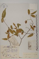 絨楚丘生衛矛藏品圖，第1張