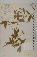 絨楚丘生衛矛藏品圖，第1張