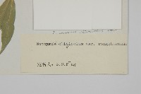 絨楚丘生衛矛藏品圖，第3張