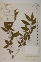 絨楚丘生衛矛藏品圖，第1張