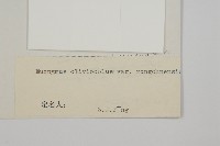 絨楚丘生衛矛藏品圖，第3張