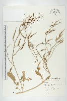 絨楚丘生衛矛藏品圖，第4張