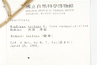 絨楚丘生衛矛藏品圖，第5張