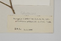 絨楚丘生衛矛藏品圖，第3張