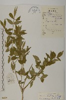 大丁黃藏品圖，第1張