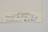 大丁黃藏品圖，第3張