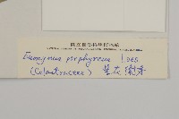 紫花衛矛藏品圖，第3張