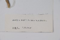 醉魚草狀六道木藏品圖，第2張