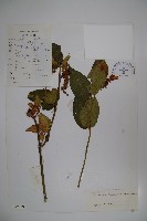 登錄號:S022239藏品圖，第1張