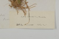 石生紫菀藏品圖，第3張