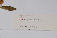 雲南雙盾木藏品圖，第2張