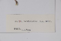 醉魚草狀六道木藏品圖，第2張