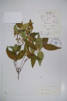 傘花六道木藏品圖，第1張