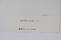 傘花六道木藏品圖，第2張