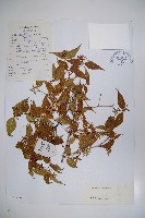 傘花六道木藏品圖，第1張