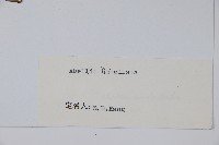 傘花六道木藏品圖，第2張