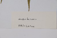 傘花六道木藏品圖，第2張