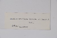 傘花六道木藏品圖，第2張