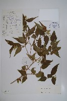 傘花六道木藏品圖，第1張