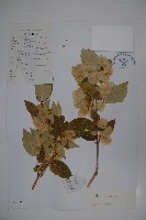 雲南雙盾木藏品圖，第1張