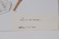 雲南雙盾木藏品圖，第2張