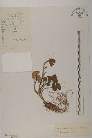 石岩報春藏品圖，第1張