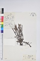 睫毛岩須藏品圖，第1張