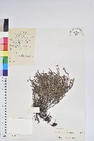 岩須藏品圖，第1張