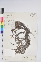 岩須藏品圖，第1張