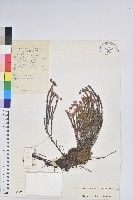 岩須藏品圖，第1張