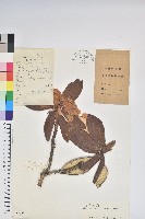 麻點杜鵑藏品圖，第1張