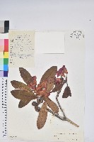 光柱杜鵑藏品圖，第1張