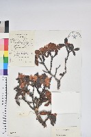 毛喉杜鵑藏品圖，第1張