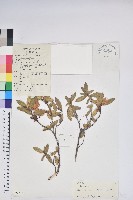 柳條杜鵑藏品圖，第1張