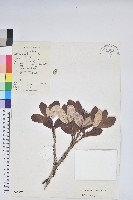 血紅杜鵑藏品圖，第1張