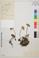 矮金蓮花藏品圖，第1張