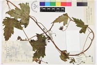 爪盔葉烏頭藏品圖，第1張