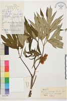 黃牡丹藏品圖，第1張