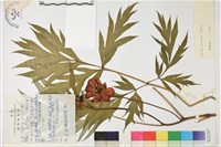 野牡丹藏品圖，第1張