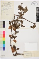 薄葉鐵線蓮藏品圖，第1張