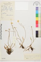 云生毛茛藏品圖，第1張