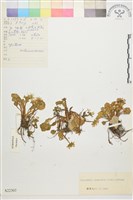 鴉跖花藏品圖，第1張