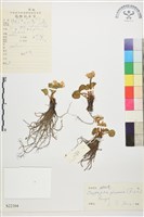 鴉跖花藏品圖，第1張